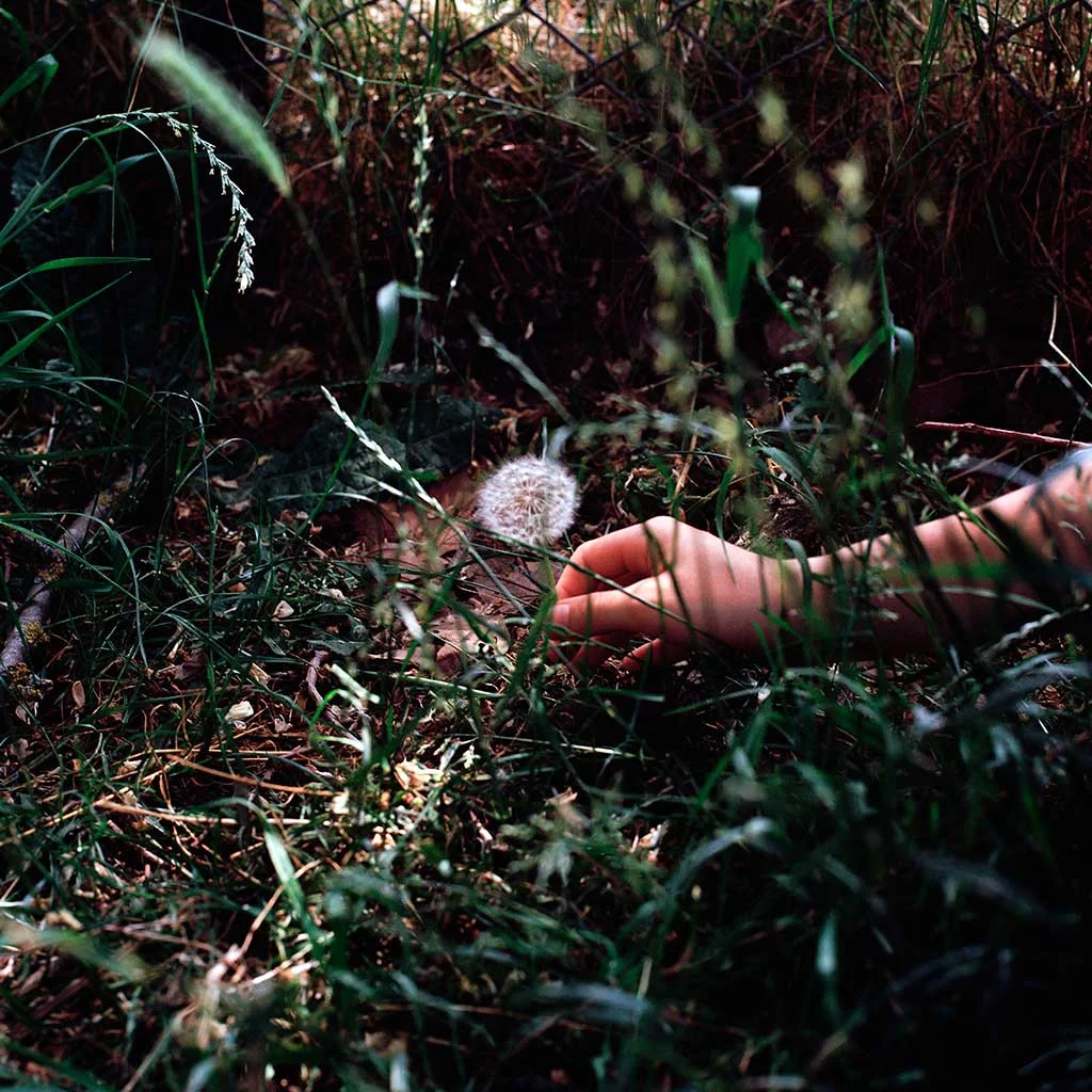 A close up image of a hand reaching in to the frame to pluck a single dandelion seed head that has sprung up amid the tall grasses that surround it. A pool of dappled sunlight illuminates the scene.