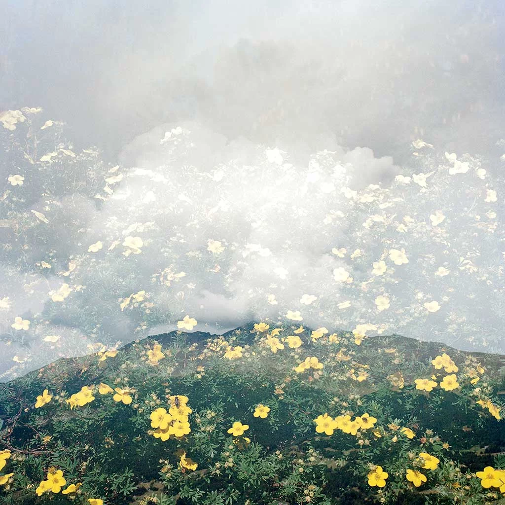 A layered image of delicate yellow flowers and green foliage together with the silhouette of a mountain with clouds passing overhead.